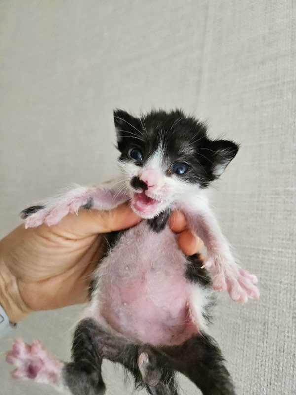 보령길고양이보호협회_444451202500598
